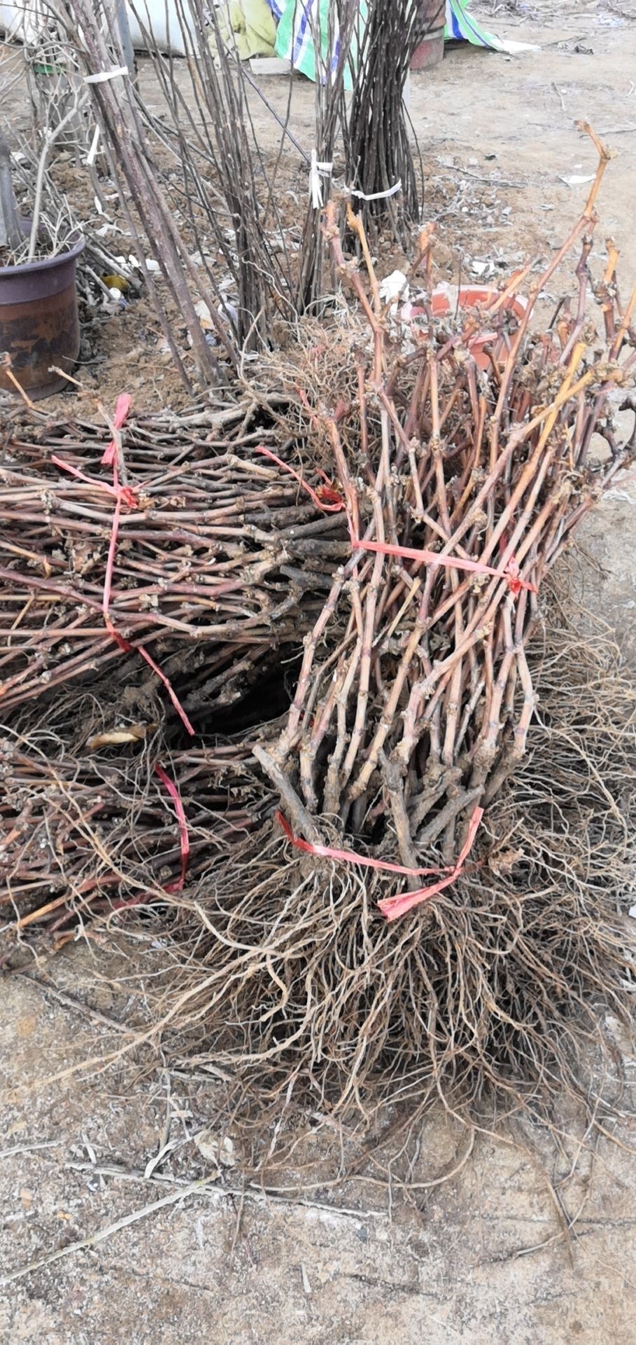 爬藤果树苗阳光玫瑰葡萄苗阳光玫瑰葡萄树苗南北方种植当年结果
