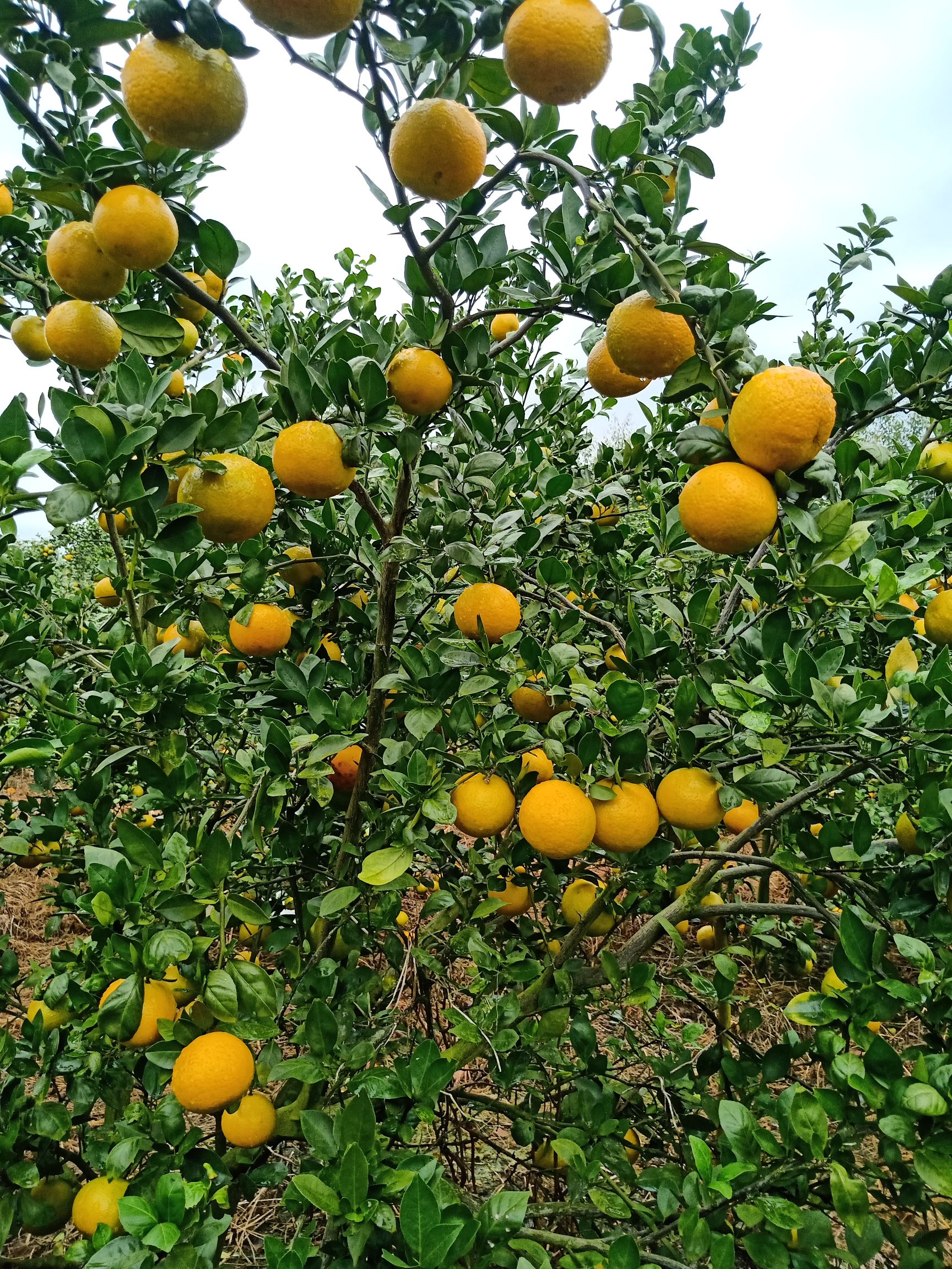  广西皇帝柑大量低价上市