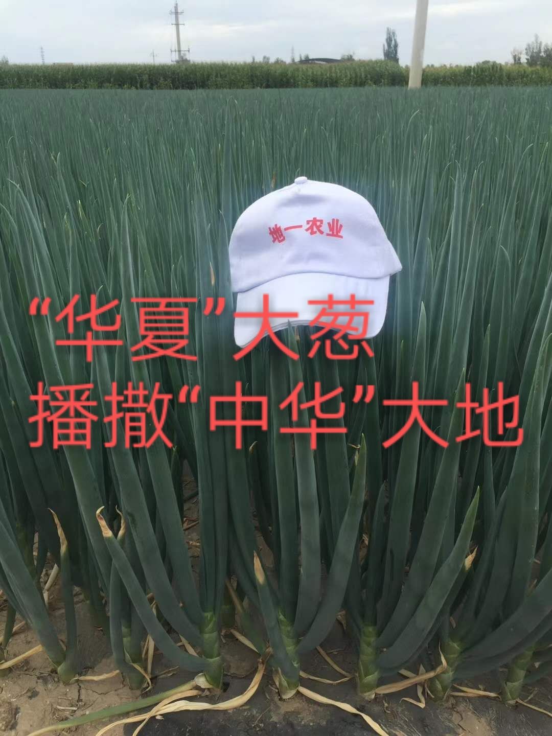 永昌县长白大葱种子  高端大葱品种：《华夏》