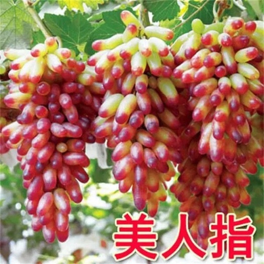 平邑县美人指葡萄苗，葡萄树苗皮薄肉多香甜可口基地直销免费技术指导