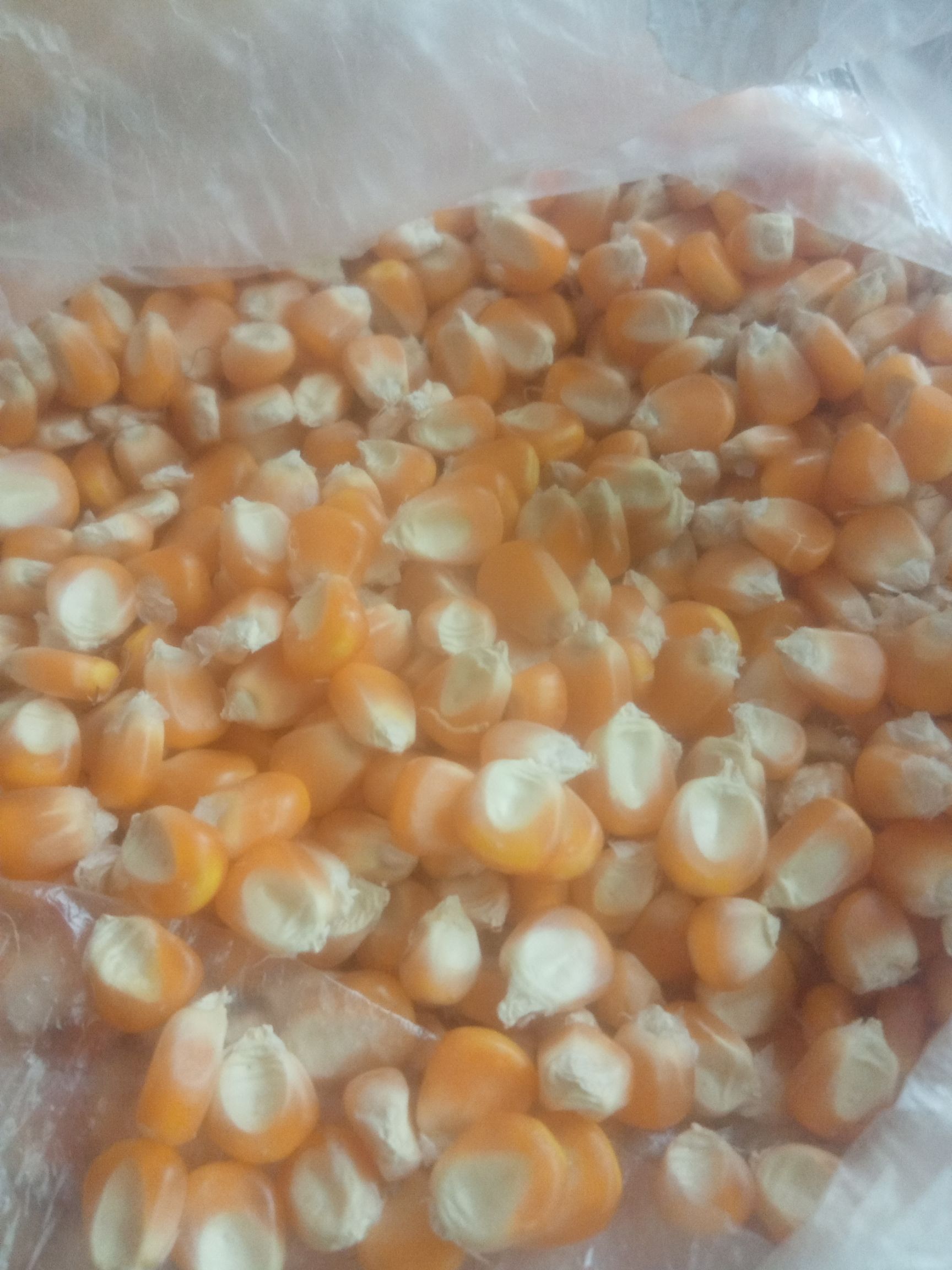 干玉米  净货