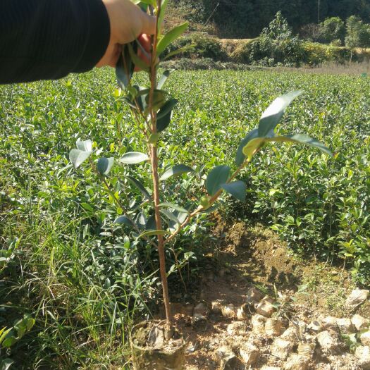 攸县油茶苗