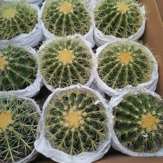 漳州金虎仙人球 基地批发价自销 整箱销售 不含运费