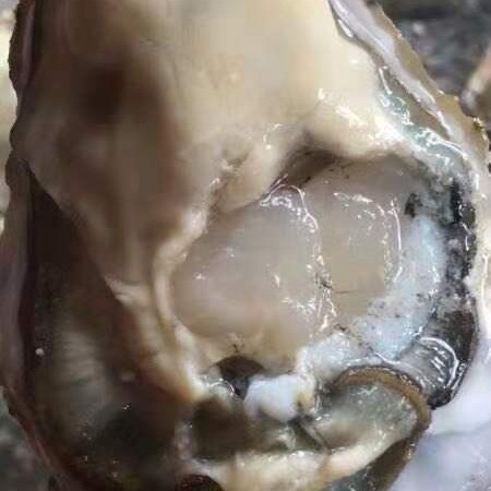 漳浦县山东乳山牡蛎  山东货产地供应半壳生蚝全壳生蚝