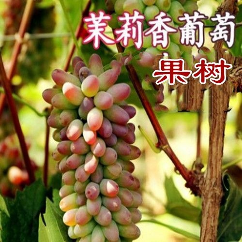 平邑县茉莉香葡萄苗新品种当年结果无籽葡萄树苗南方北方种植盆栽地栽苗
