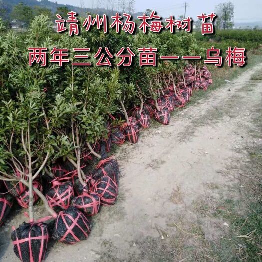 靖州县大黑炭杨梅树苗  3－－5公分黑炭杨梅苗