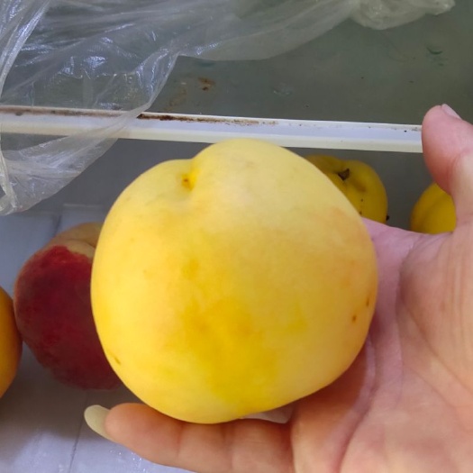 红光二十八油桃树苗，大果型油桃品种