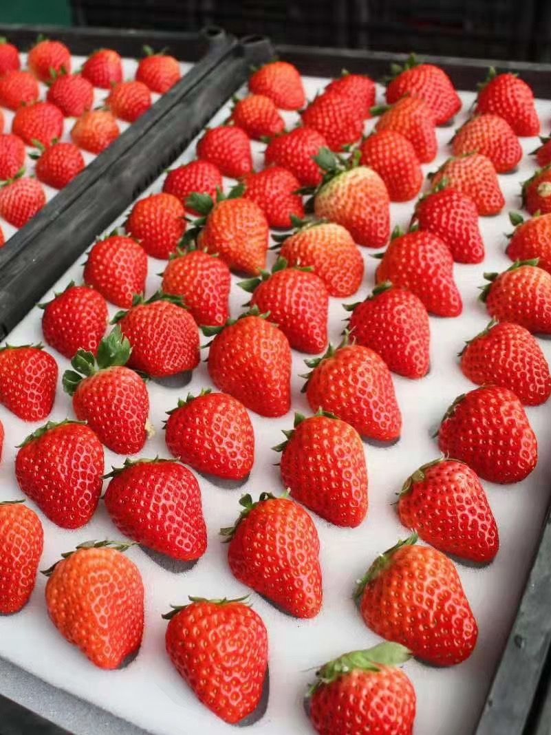四川红颜商用甜草莓当季水果3斤5斤装奶茶蛋糕店包