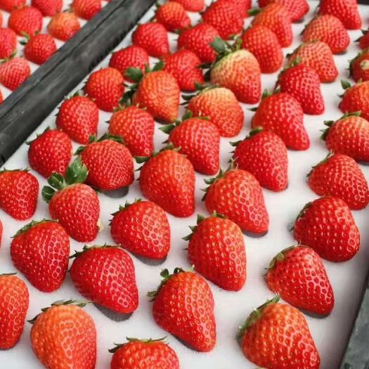 会泽县云南蒙特瑞商用酸草莓当季水果3斤5斤装奶茶蛋糕店冰糖葫芦