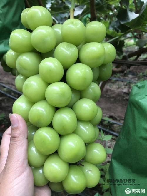 爬藤果树苗阳光玫瑰葡萄苗阳光玫瑰葡萄树苗南北方种植当年结果