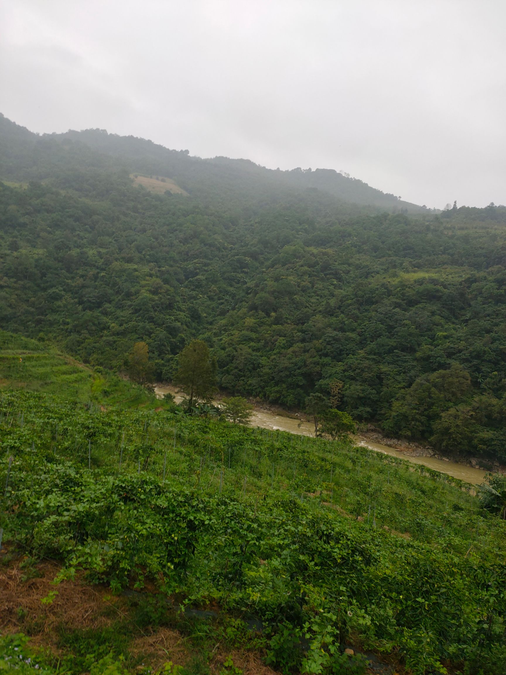 台农一号百香果  百香果