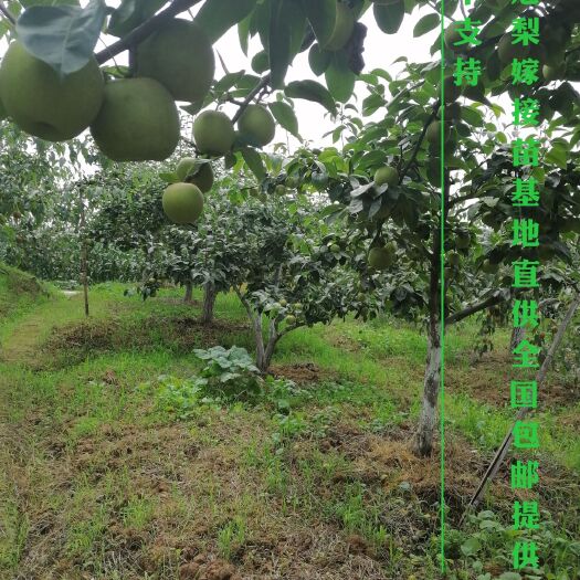 苍溪县翠冠梨苗 造型苗/树