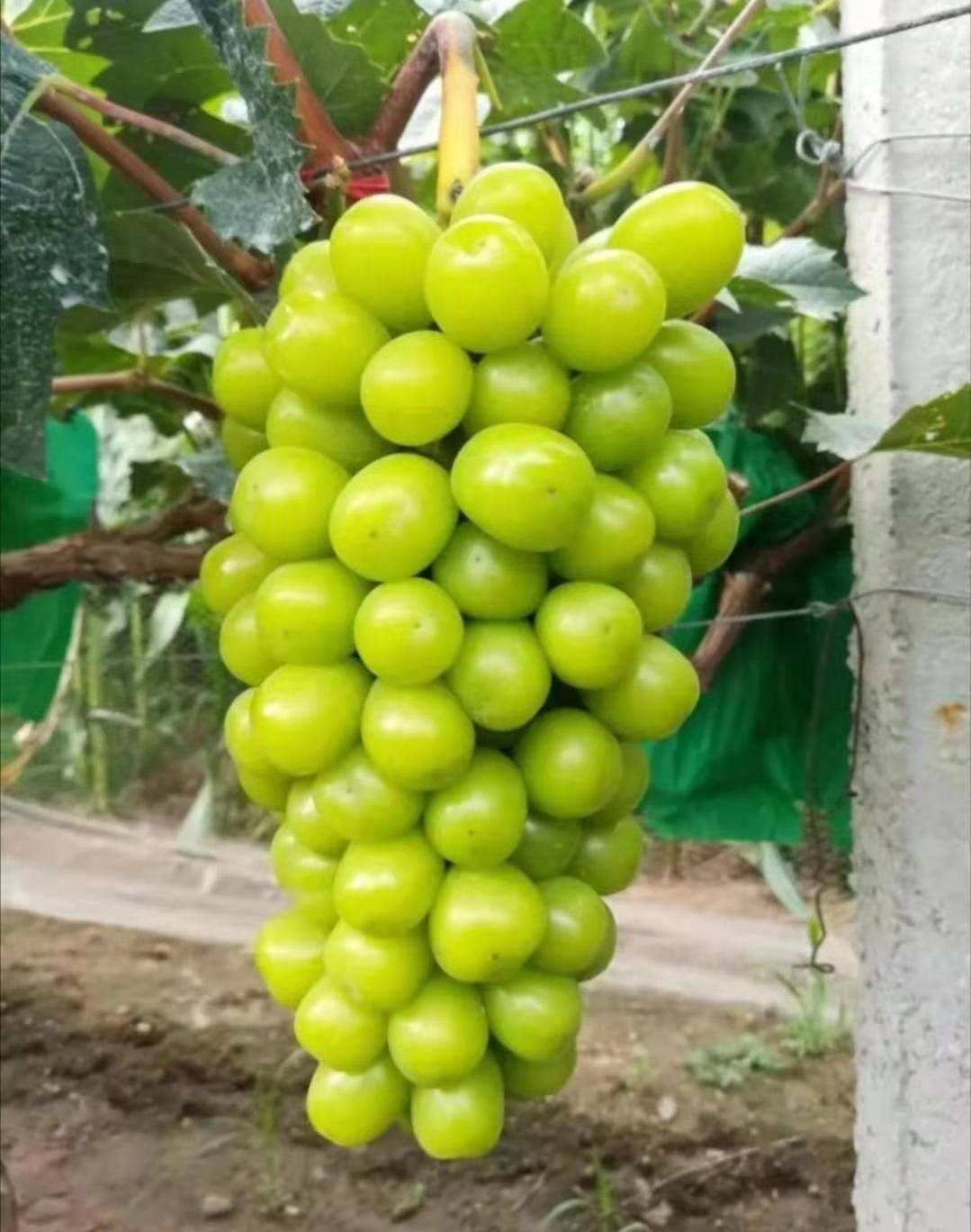 爬藤果树苗阳光玫瑰葡萄苗阳光玫瑰葡萄树苗南北方种植当年结果