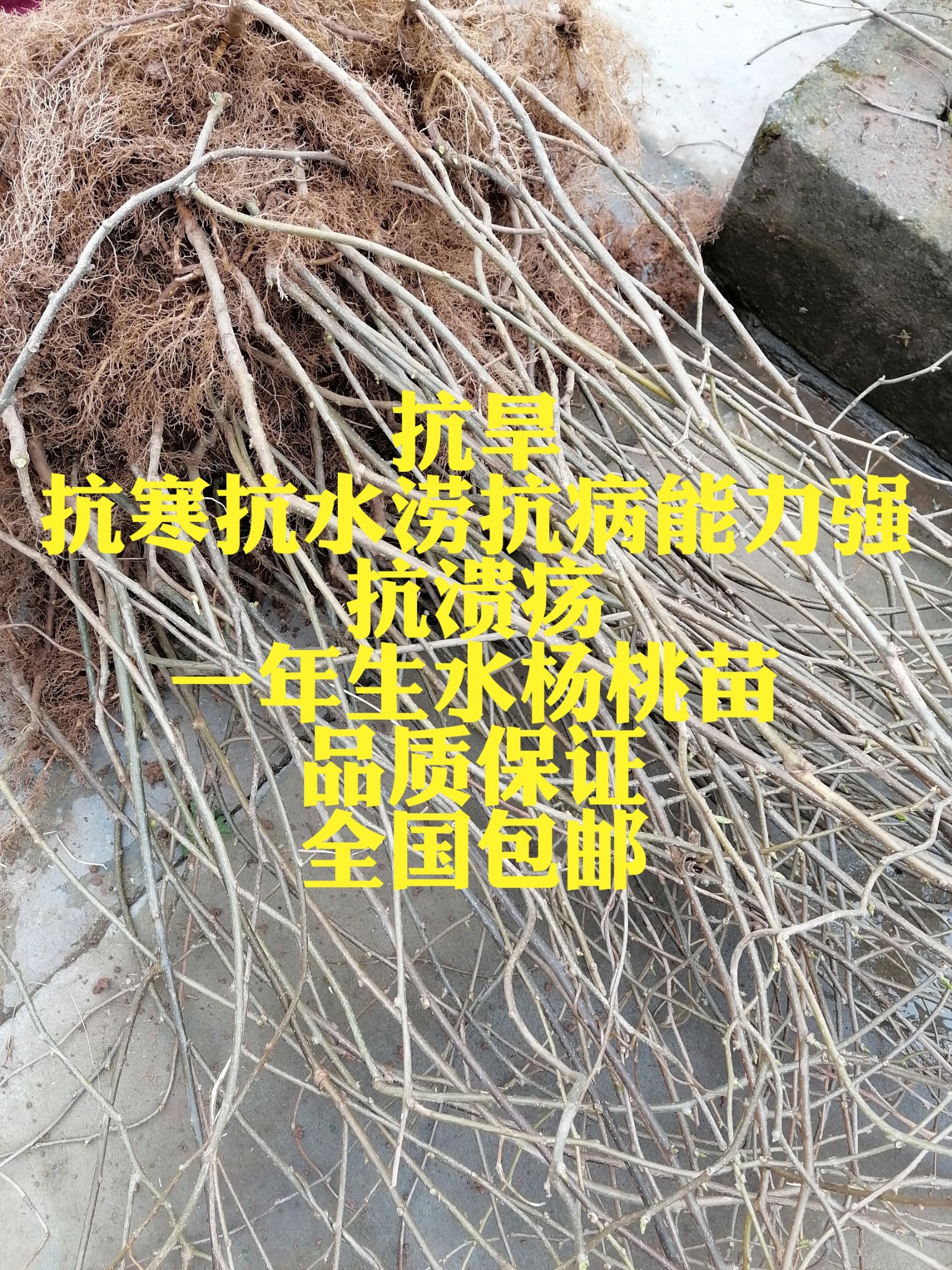 水杨桃砧木  水杨桃苗