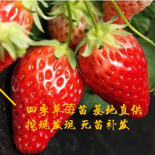 平邑县四季草莓苗/奶油草莓/章姫草莓苗/红花草莓苗南方北方种植
