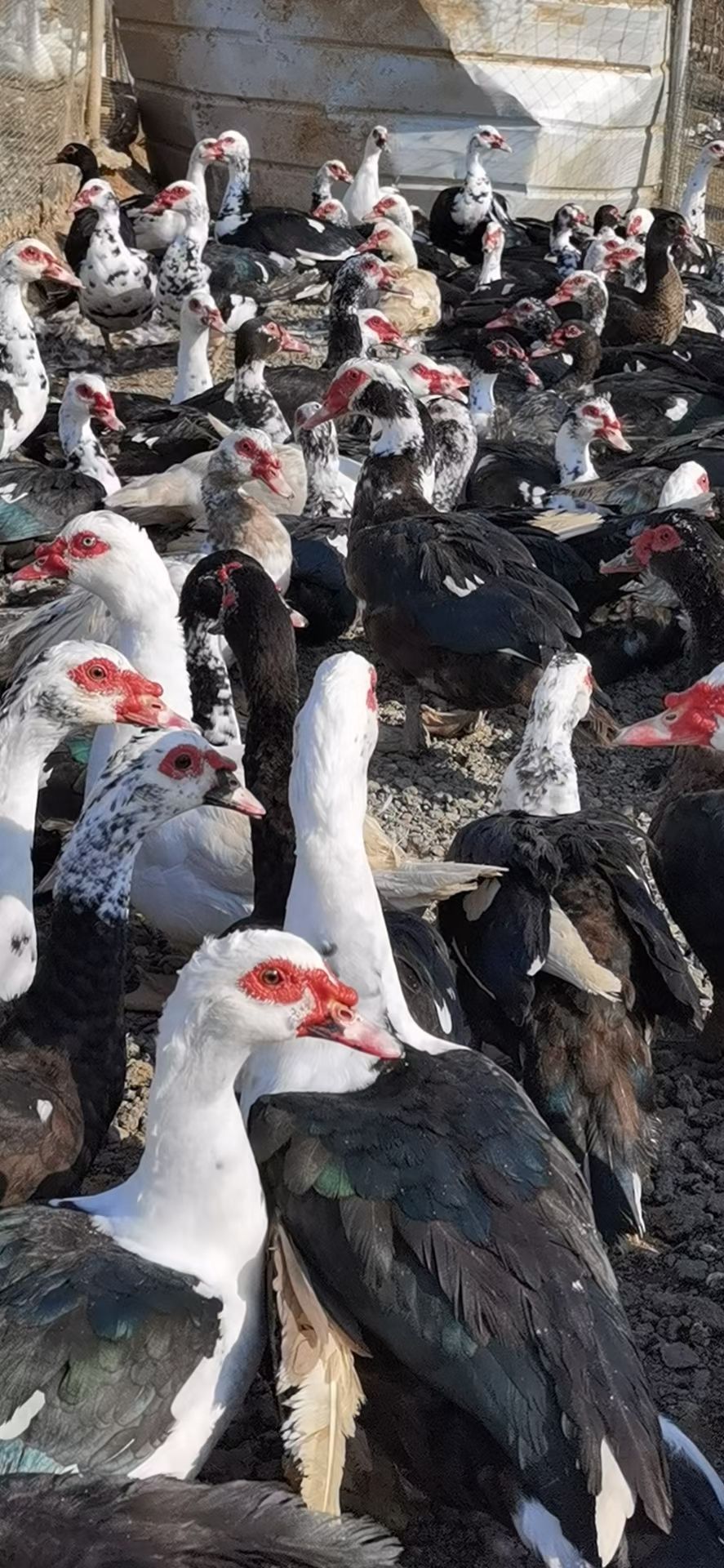 黑白番鸭苗 洋鸭苗 火鸭苗 红鼻子鸭 瘦肉鸭