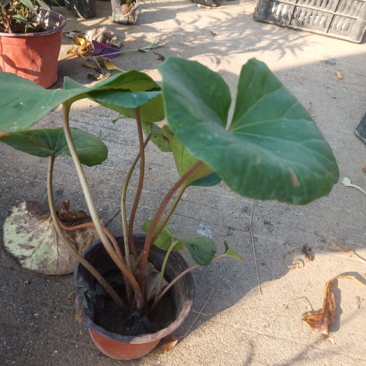 丹阳市大吴风草
