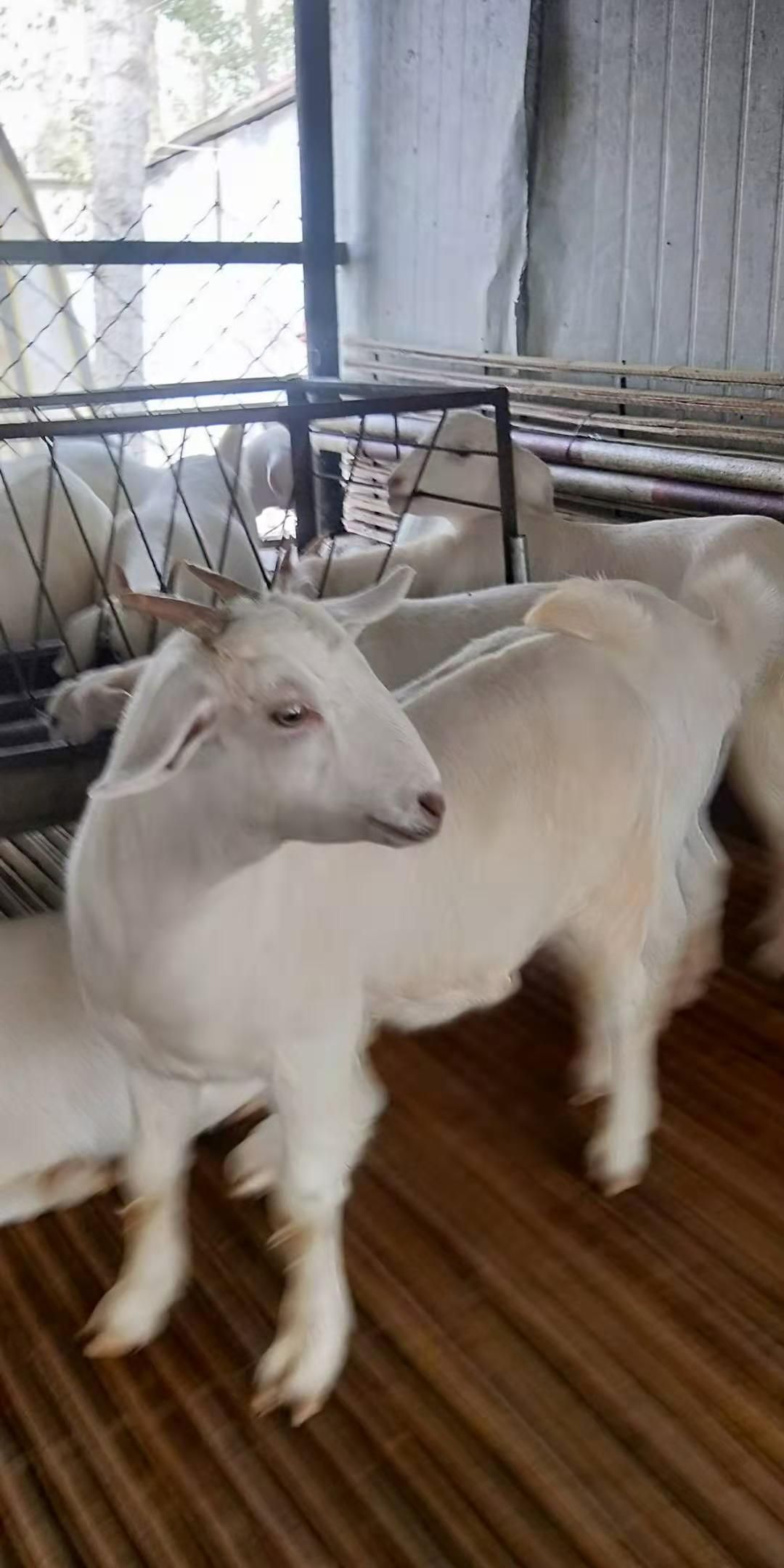 美国白山羊，好饲养，肉质好，抗病能力强，养殖户最好选择。