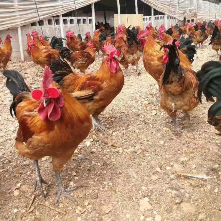 温氏A2青脚麻鸡苗批发 青脚麻肉鸡苗 铁脚麻鸡苗供应