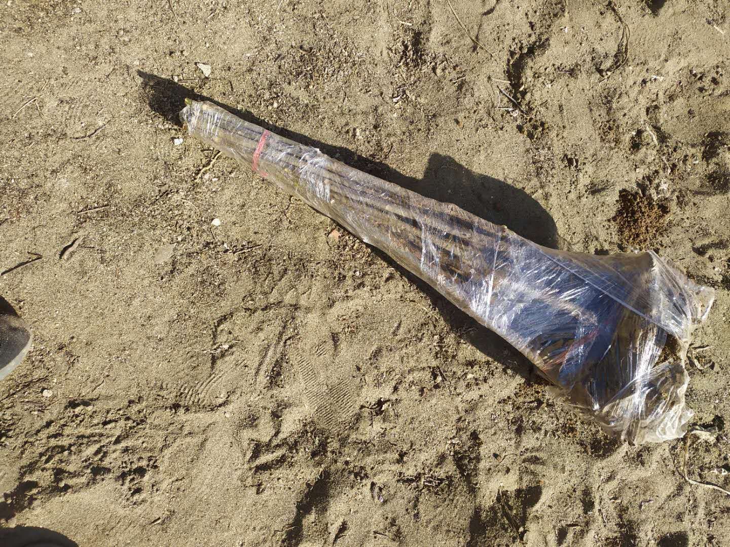 红油香椿苗 香椿苗红油香椿树苗香春树的树苗新鲜盆地栽食用香春芽树香椿树苖