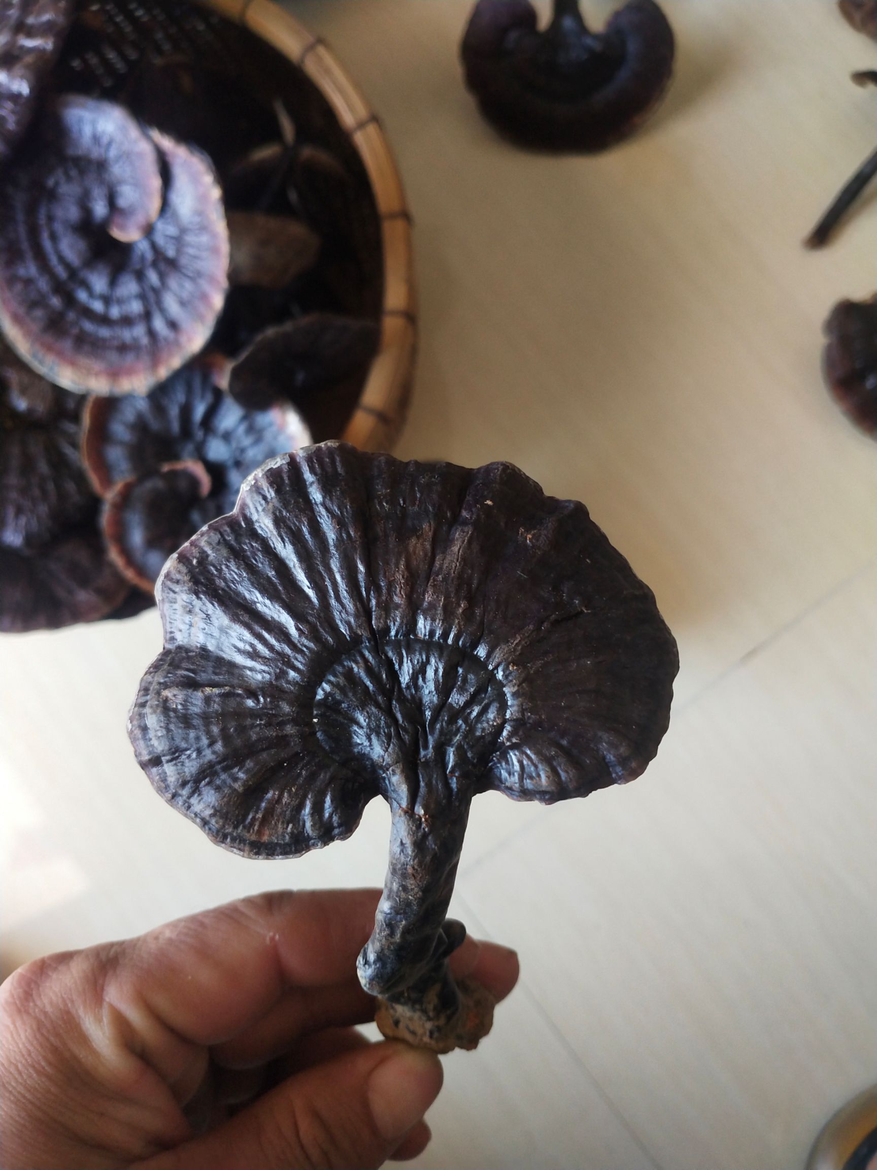 黑灵芝  高瑶山灵芝，