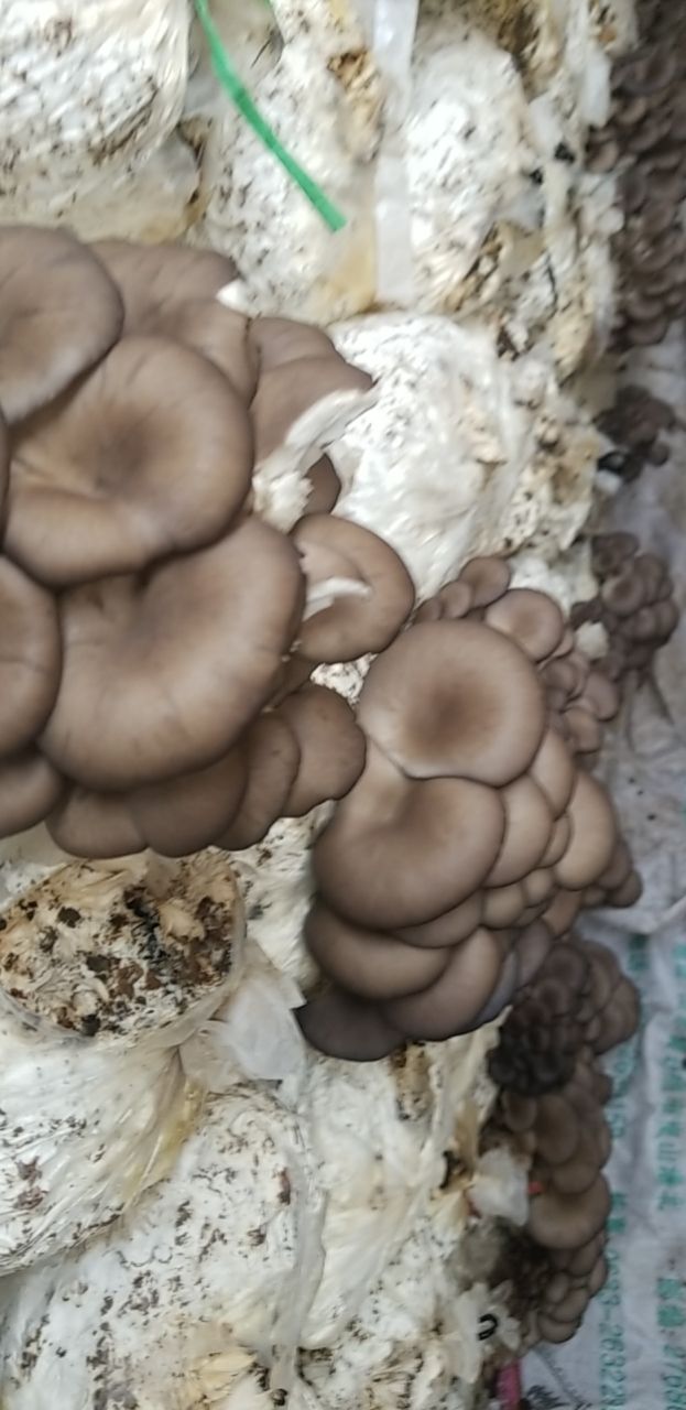 鲜平菇  供应平菇