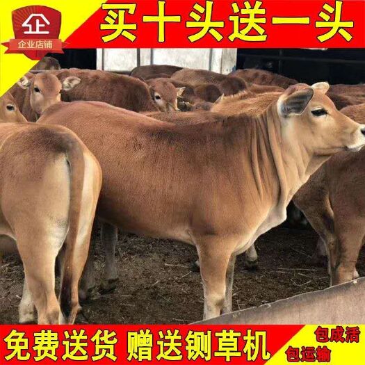 东平县肉牛犊 鲁西黄牛 西门塔尔牛 小牛苗活体 种牛 云南贵州养殖