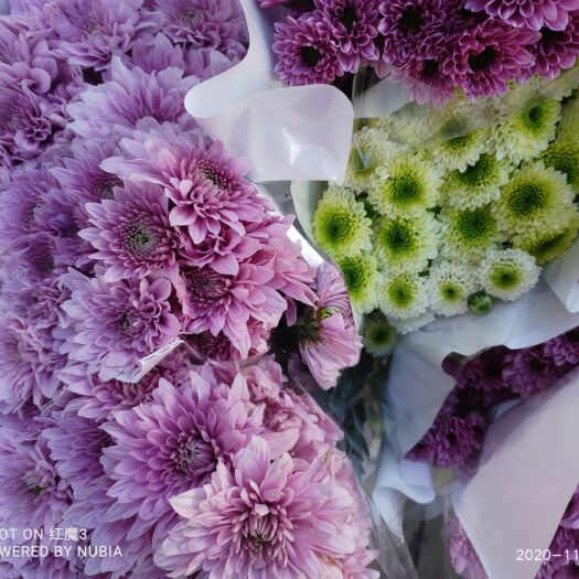 昆明菊花 鲜花批发，品质保障