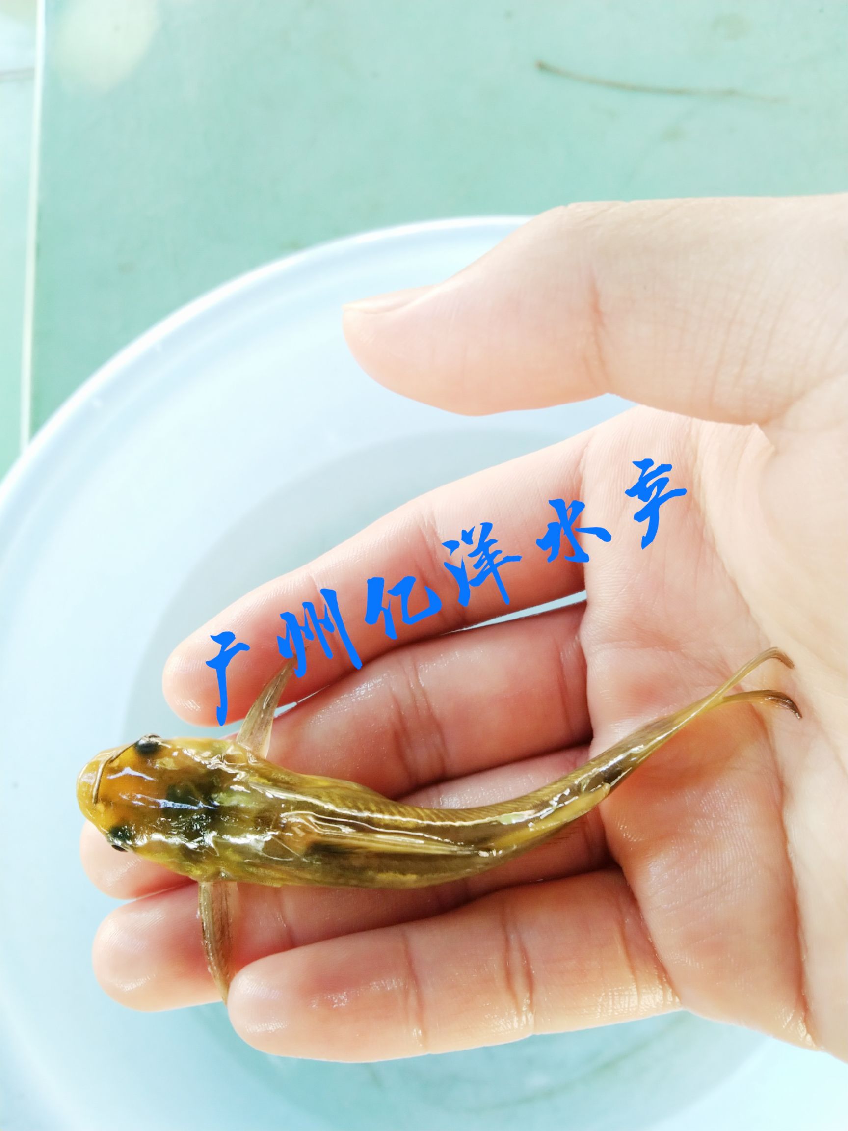 黄骨鱼苗  杂交黄骨苗 快大良种 技术指导 包邮送货