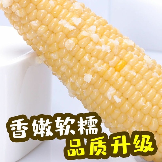 现货批发2.2/根新鲜现摘真空灭菌白糯玉米甜玉米量大联系客服