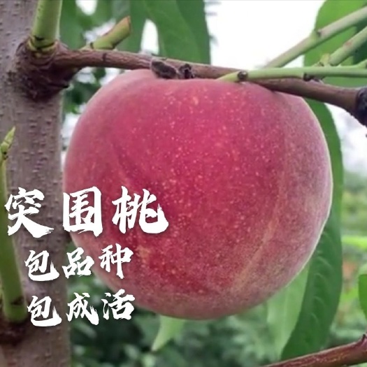 平邑县突围桃苗  桃树苗突围桃树苗 早熟桃苗嫁接苗基地直销量大从优