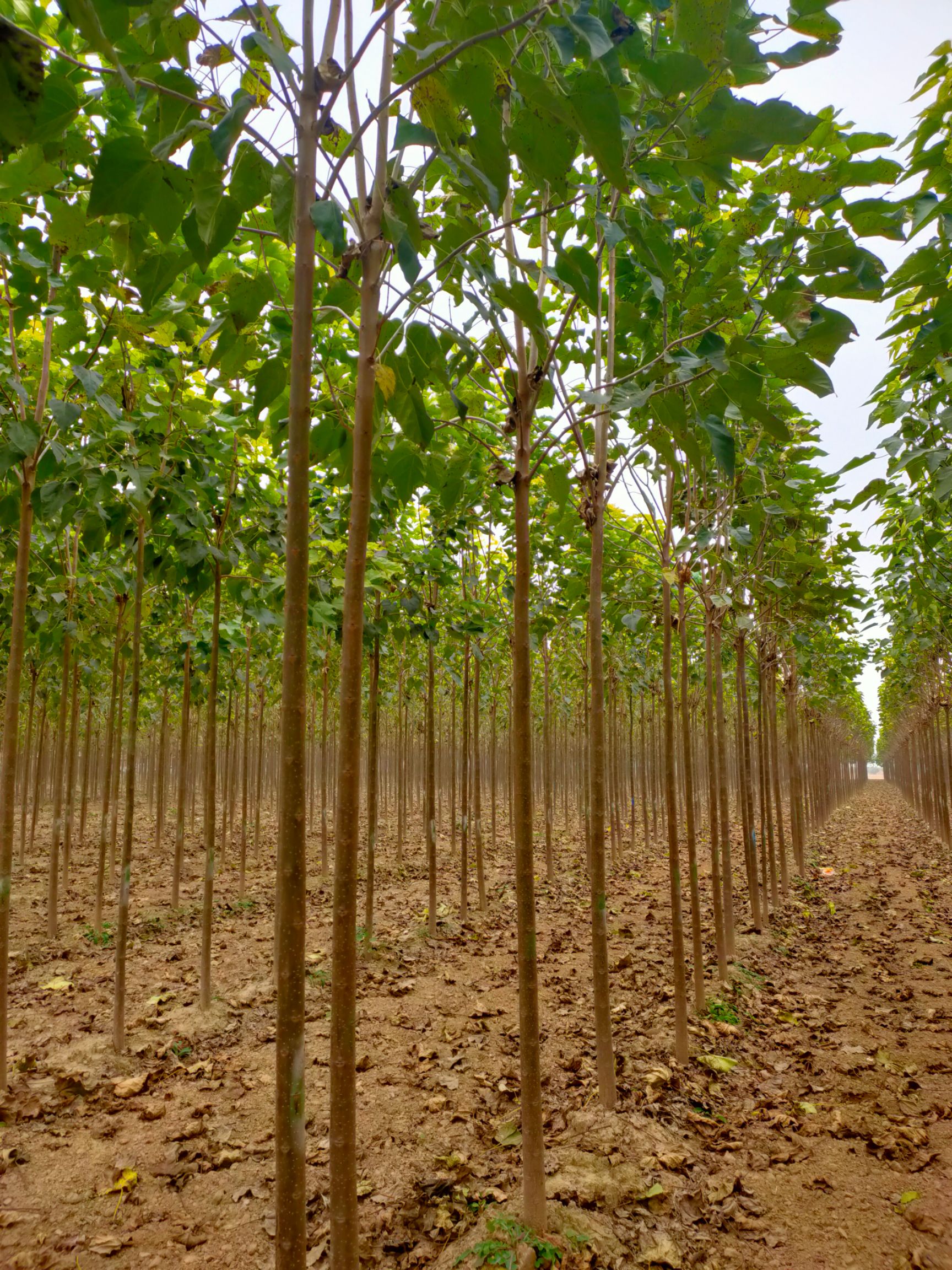 金丝楸  6公分楸树，4公分楸树，8公分楸树，10公分楸树