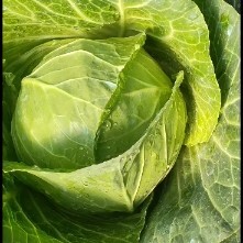 泸西县铁头包菜  精品甘蓝圆包菜，保质保量，价格美丽