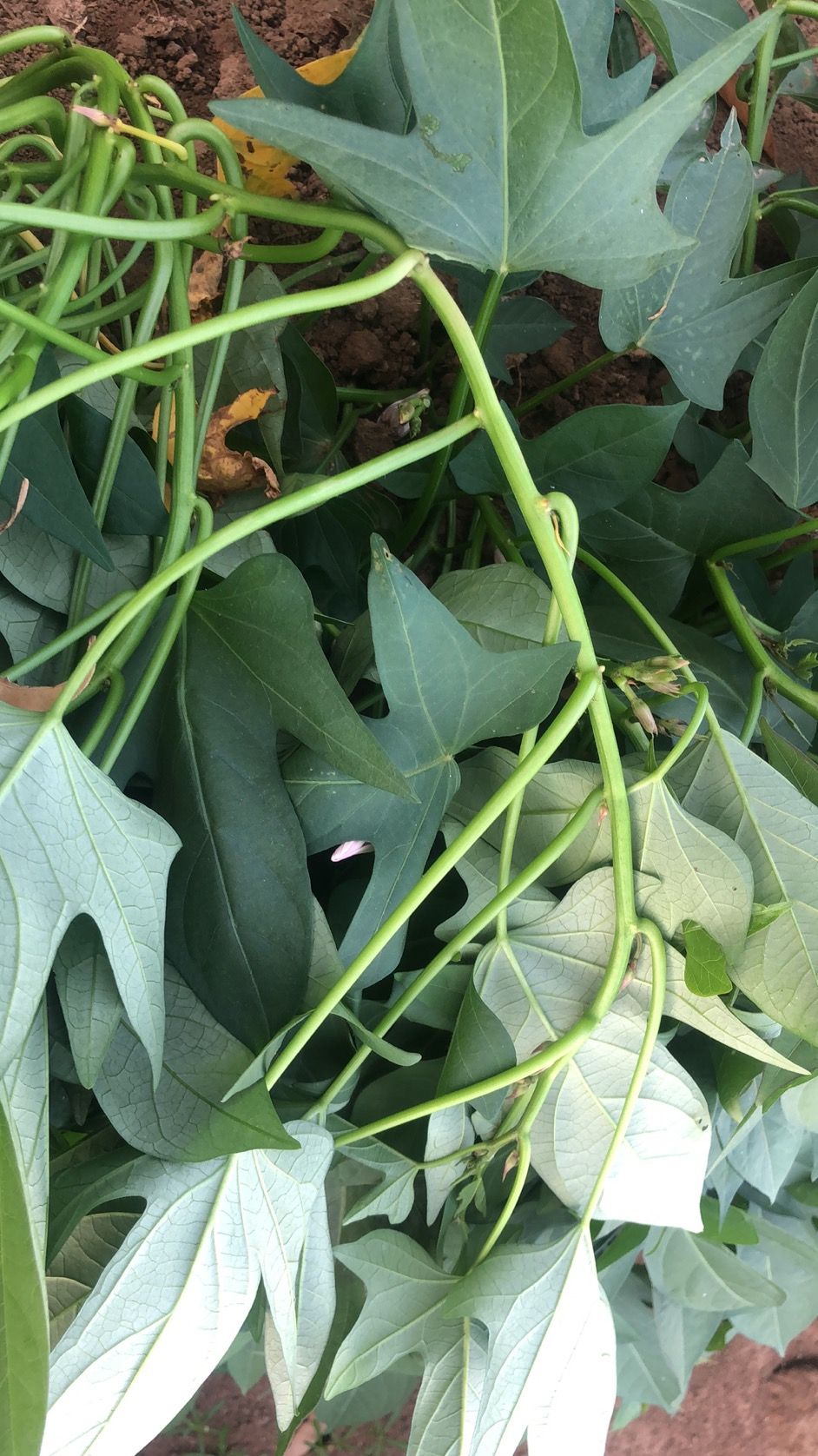 紫罗兰紫薯苗 小花叶紫薯种苗  **无病 苗壮藤粗 易成活 保成活率保纯度