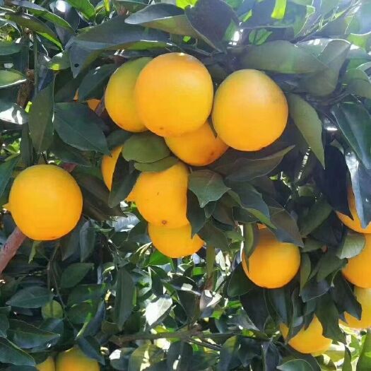 崇义县江西赣州正宗脐橙自家果园果品质量优