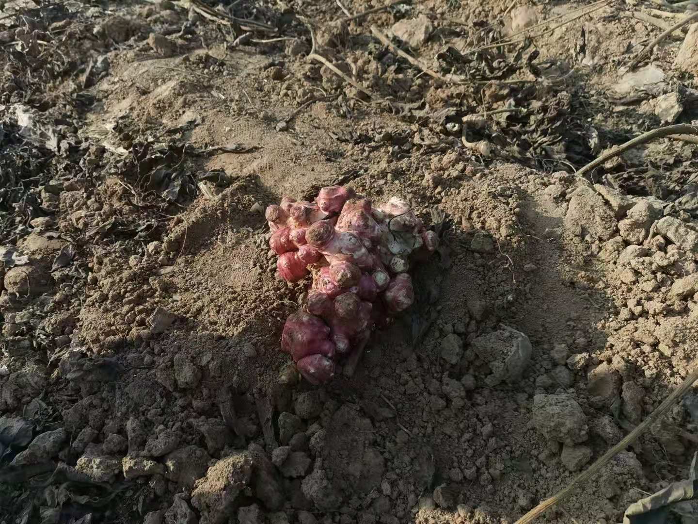 红菊芋  红洋姜清脆不辣，果大，品质好。