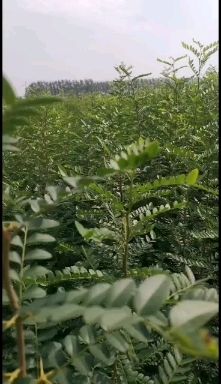 皂角树苗
