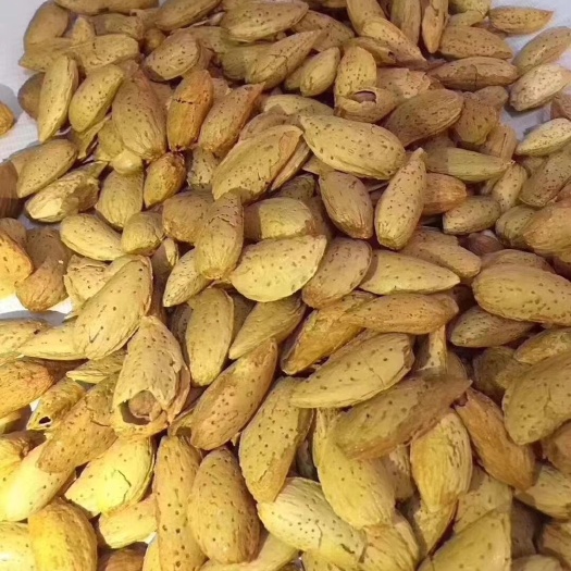 巩留县新疆伊犁哈萨克自治州巴旦木