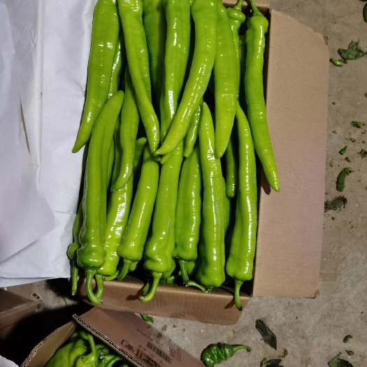 青州市黄皮辣椒 