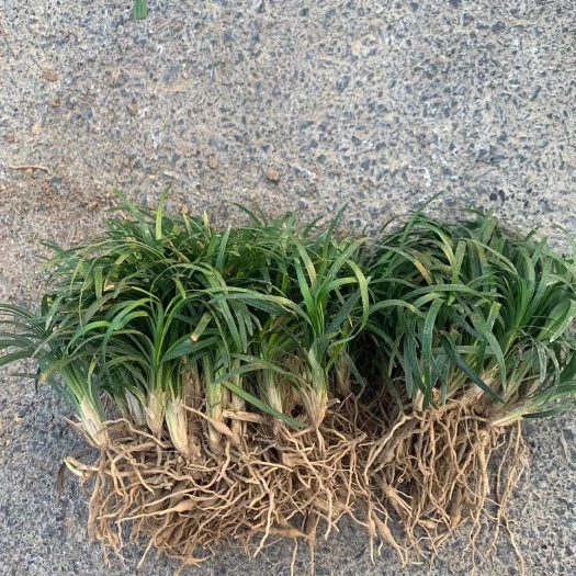 襄樊精品玉龙草，大量供应，一手货源，量大从优，日本矮麦冬