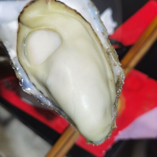 广州三倍体生蚝  精品乳山蚝