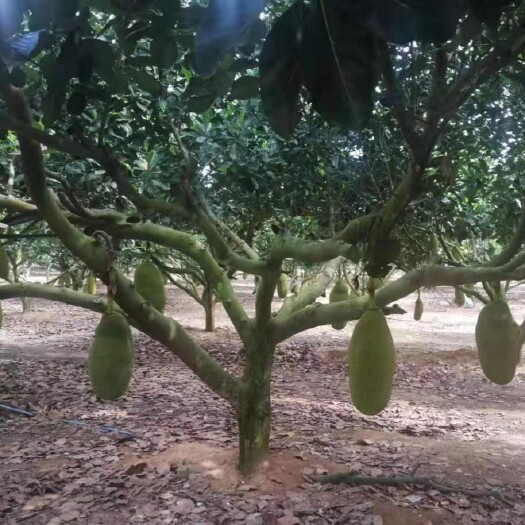 海口菠萝蜜三亚大果马来一号30斤以上饱满精选大果