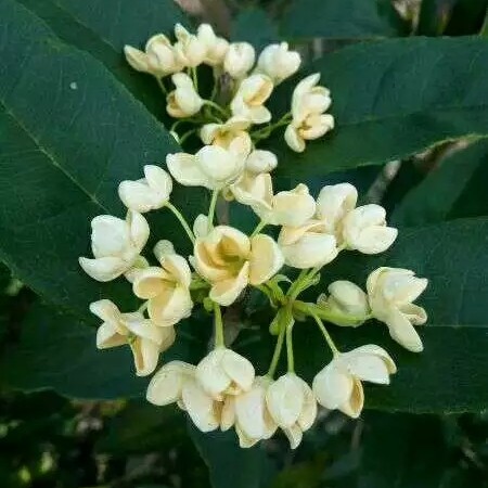 安远县天香台阁  桂花盆景老桩10-15年树龄浓香型