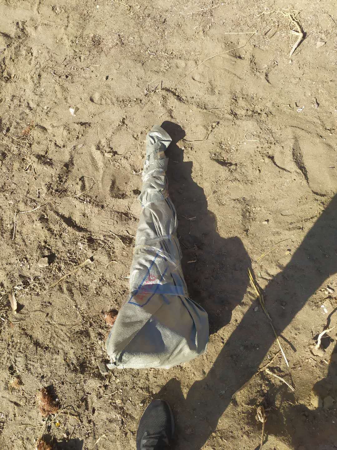 红油香椿苗 香椿苗红油香椿树苗香春树的树苗新鲜盆地栽食用香春芽树香椿树苖