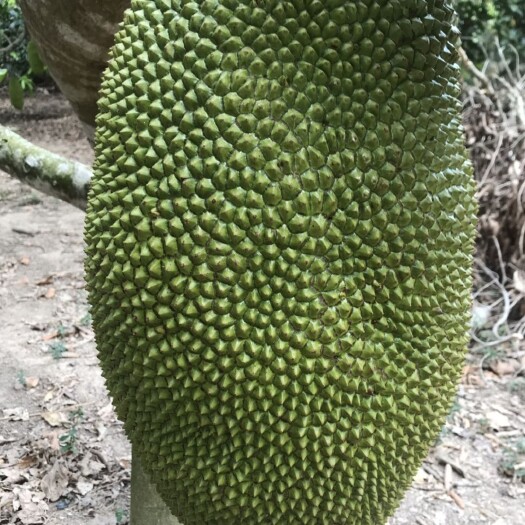 海口海南新鲜黄肉菠萝蜜干包木菠萝三亚菠萝蜜大果30斤以上精品果