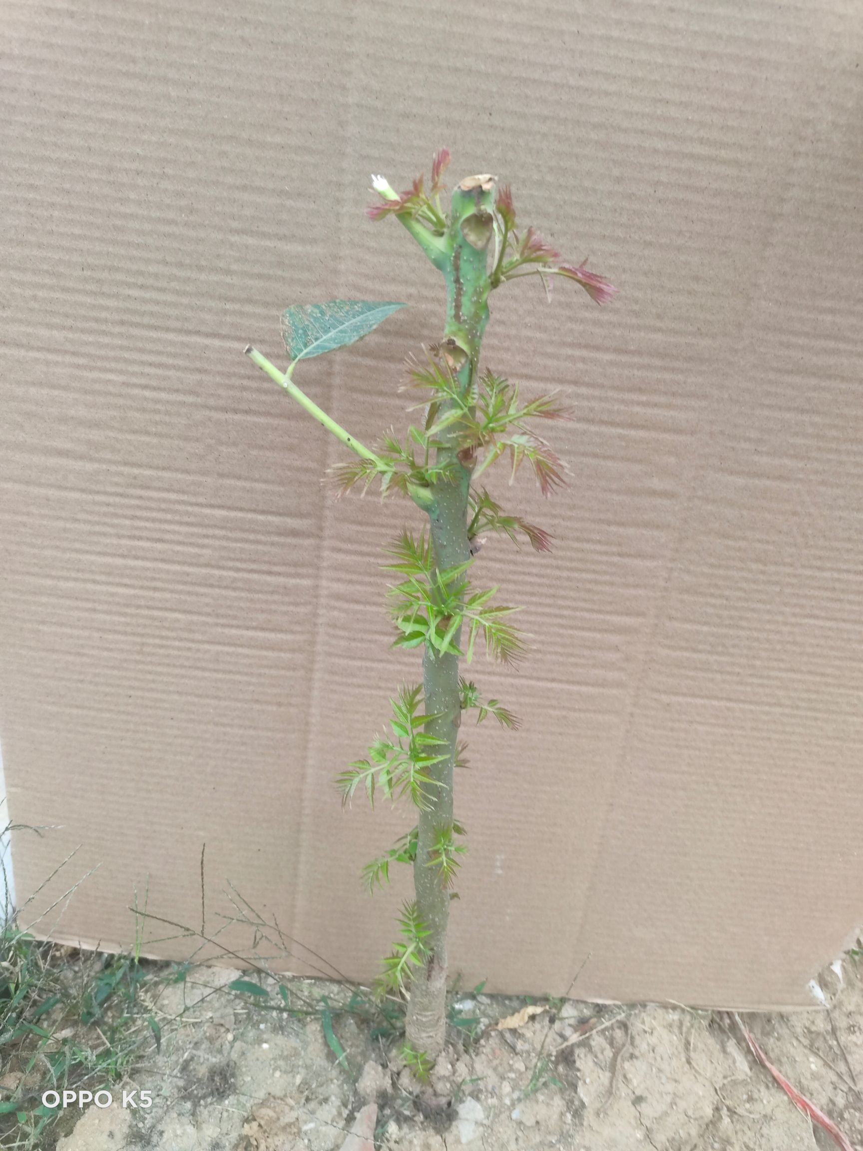 红油香椿苗 香椿苗红油香椿树苗香春树的树苗新鲜盆地栽食用香春芽树香椿树苖