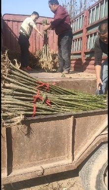 周口 楸树小苗，楸树根苗，1公分楸树苗，