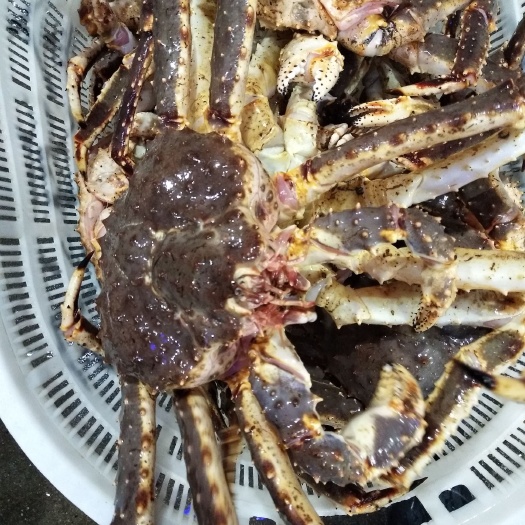 广州帝王蟹