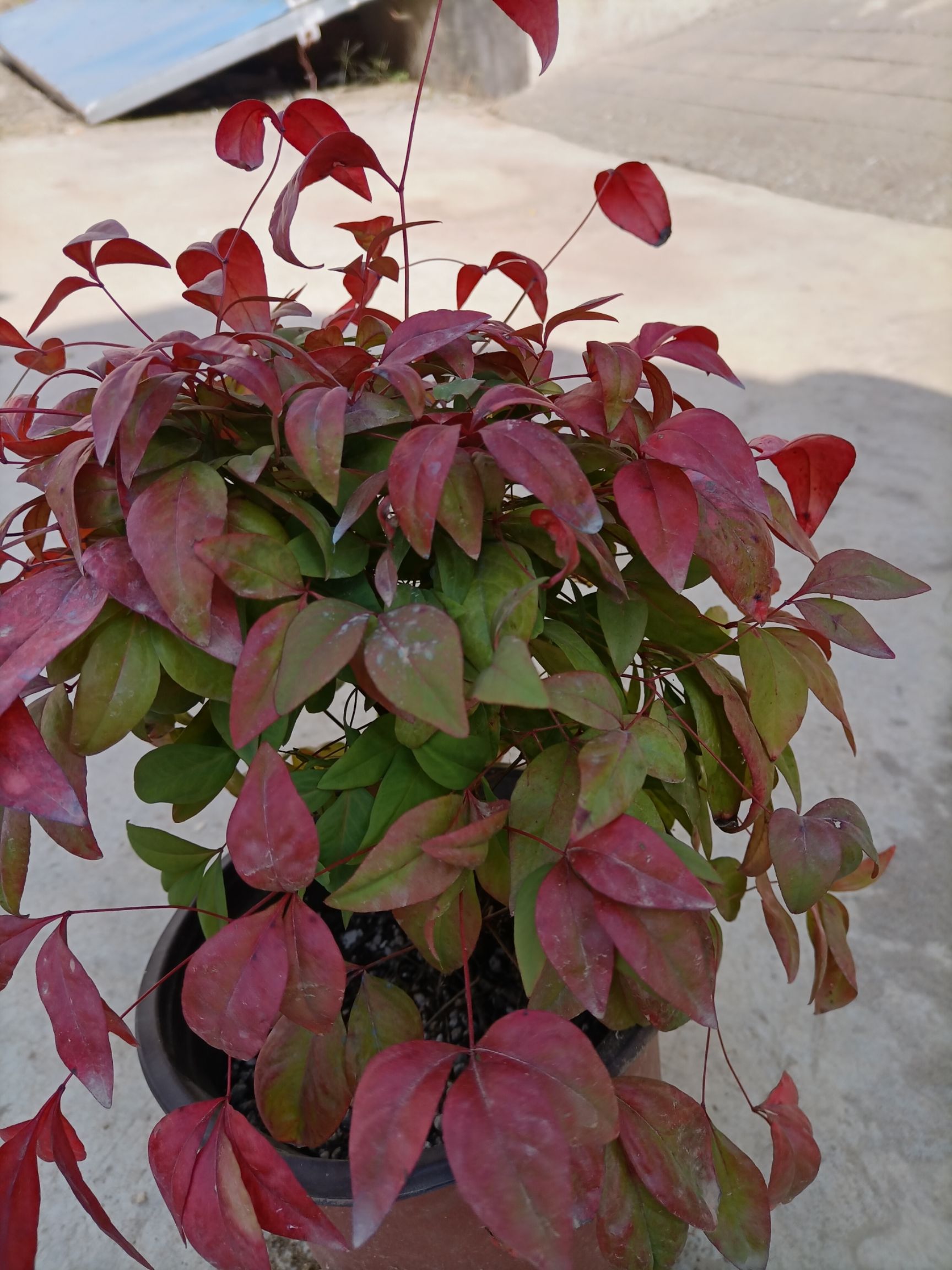 变色南天竹，火焰红南天竹，量大直供。