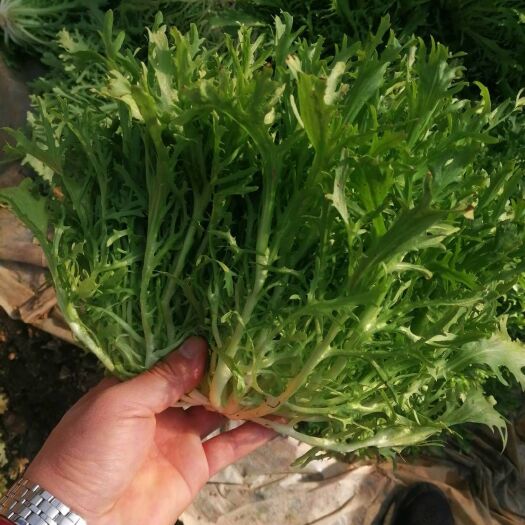 滦南县苦菊  精品 万亩暖棚蔬菜种植基地 保证质量 保障供应